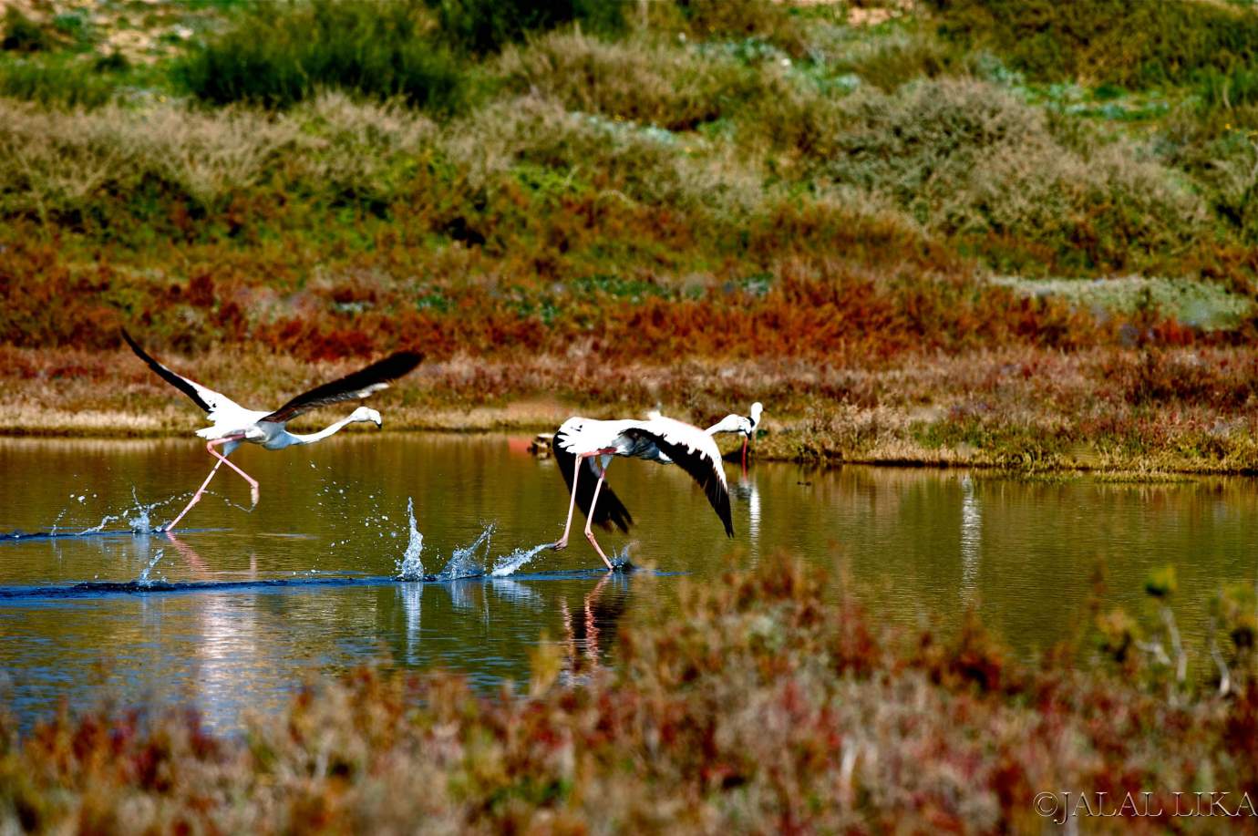 Lagune avec flamand rose