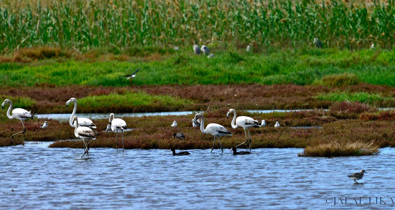 Nador and its protected fauna and flora